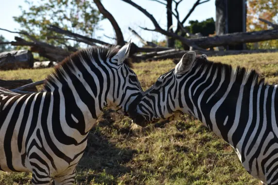 Kazino Slots Cafe Atbalsts